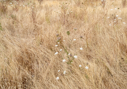 Field of dry meadow grasses and blooming wild carrot, WA, USA