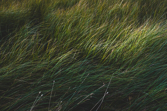 Field of windswept meadow grasses and wildflowers, Lake Tahoe, California, USA