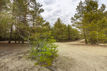 A forest with a dirt road in the middle