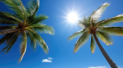 Tropical Palm Trees Under Bright Sunlight