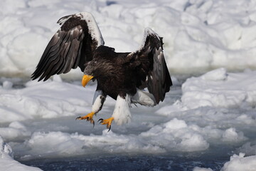Steller's sea eagle (Haliaeetus pelagicus), also known as the Pacific sea eagle or white-shouldered eagle, is a very large diurnal bird of prey in the family Accipitridae.