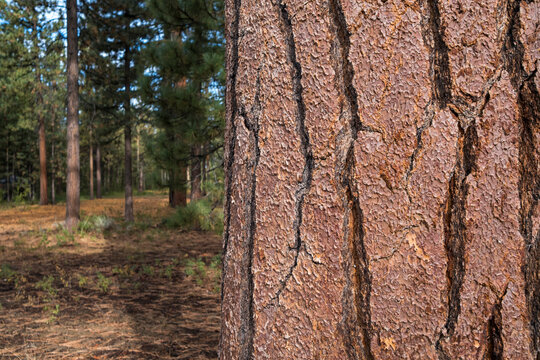 Close up of old growth Jeffrey pine tree, forest in distance, High Sierra, Lake Tahoe
