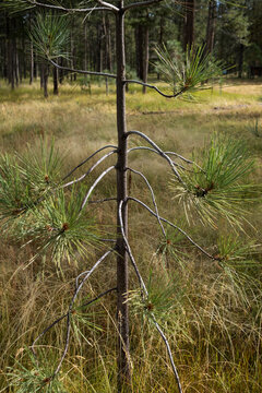 Ponderosa pine sapling in a meadow, High Sierra, Lake Tahoe