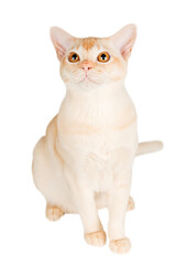 Burmese cream cat full-length on transparent background.