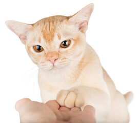 Burmese cat gives paw to owner.