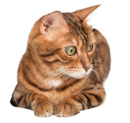 Full length adult Bengal cat.