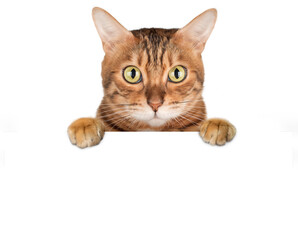 Curious Bengal cat peeking out from behind white surface.