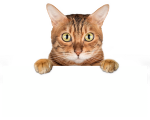 Curious Bengal cat peeking out from behind white surface.