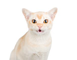 Portrait of Burmese cat with open mouth.
