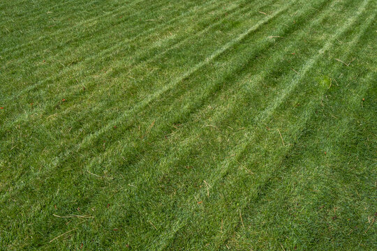 Fresh cut lawn and scattered pine needles
