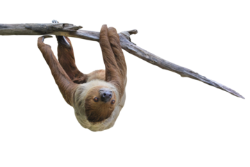Cute two-toed sloth hanging on tree branch isolated on transparent background png file