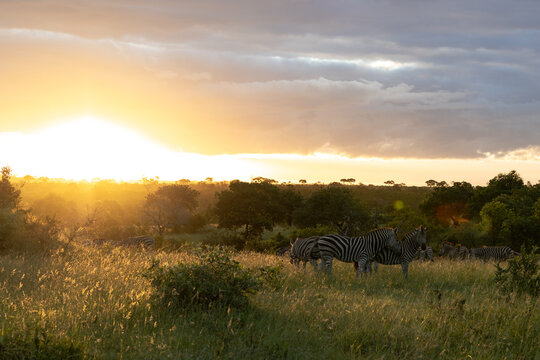Zebras, Equus quagga, grazing at sunset.