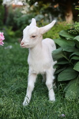 Obraz premium A cute white baby goat stands on green grass in a garden surrounded by leaves and flowers Sunlight creates a soft atmosphere highlighting the fur’s tenderness and the natural beauty of the countryside