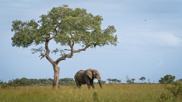 Elephant, Loxodonta africana, bull  under the shade of a marula tree.