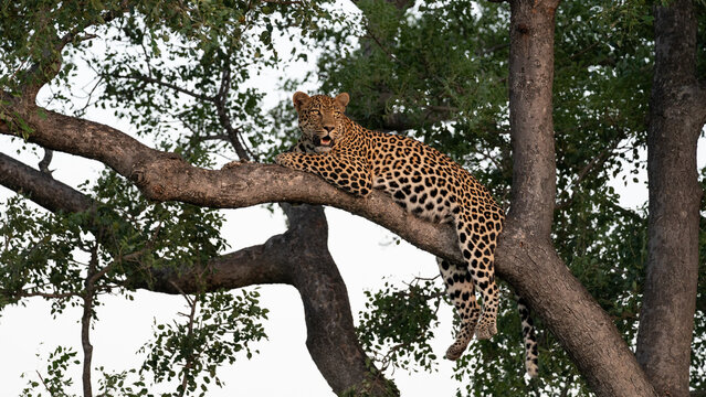 Leopard, Panthera pardus, male resting in a marula tree.