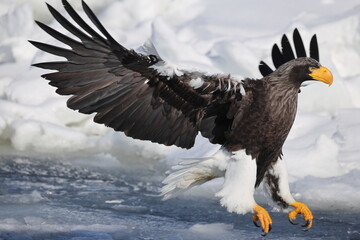 Steller's sea eagle (Haliaeetus pelagicus), also known as the Pacific sea eagle or white-shouldered...