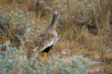 Red-crested Korhaan (Lophotis ruficrista), a species of bustard found in the savannas and grasslands of southern Africa.