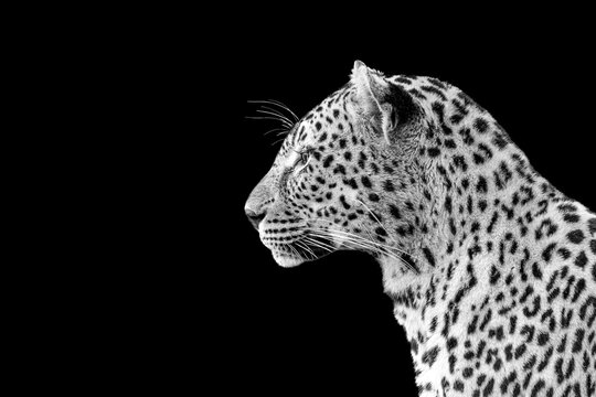 Leopard, Panthera pardus, close-up portrait profile, black and white with a black background