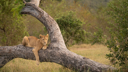 Lion, Panthera leo, cub lying on a tree trunk