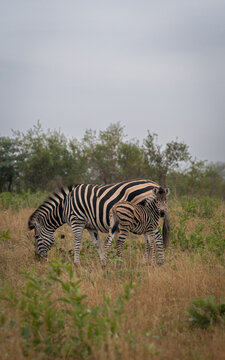 Zebra, Equus zebra, foal standing with its mother, two animals grazing. 