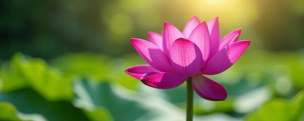 Obraz premium Vibrant purple lotus flower blooming in bright sunlight, purity, zen