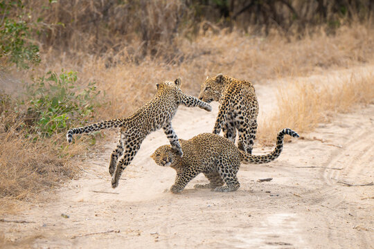 Leopard and Cubs, Panthera pardus, three animals playing together, leaping and crouchiung. 