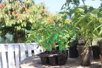 close-up of tomato and other vegetable seedlings on a wooden table in the garden on a spring day