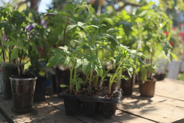 close-up of tomato and other vegetable seedlings on a wooden table in the garden on a spring day