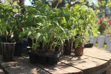 close-up of tomato and other vegetable seedlings on a wooden table in the garden on a spring day