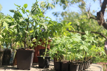 close-up of tomato and other vegetable seedlings on a wooden table in the garden on a spring day