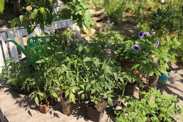 close-up of tomato and other vegetable seedlings on a wooden table in the garden on a spring day