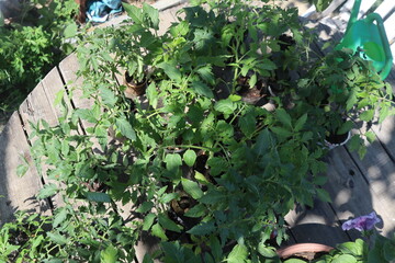 close-up of tomato and other vegetable seedlings on a wooden table in the garden on a spring day
