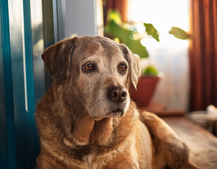 Fototapeta na wymiar Old dog