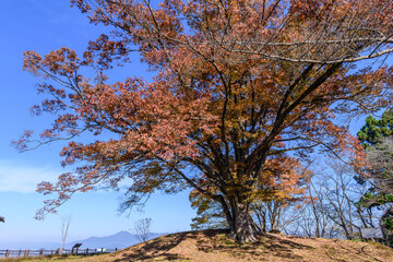 将棋の町 天童を展望
