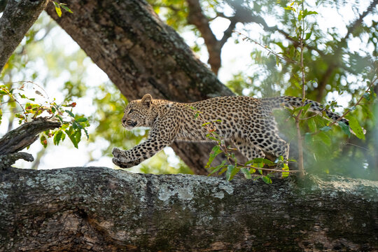 Leopard Panthera pardus, cub running along a tree trunk