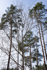Tall trees reaching towards the blue sky in a winter forest scene