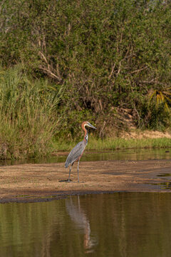 Goliath Heron, Ardea goliath, large heron standing in shallow water.