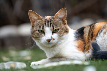 The Enigmatic Gaze of a Calico Tabby: A Portrait of Grace and Mystery