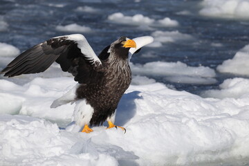 Steller's sea eagle (Haliaeetus pelagicus), also known as the Pacific sea eagle or white-shouldered eagle, is a very large diurnal bird of prey in the family Accipitridae.