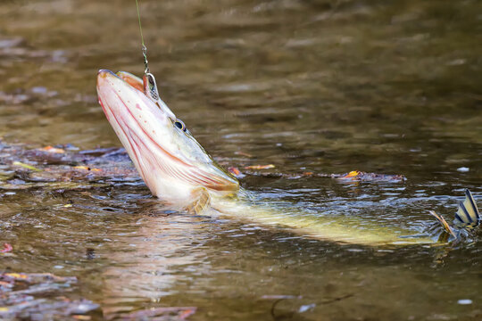 Ein Hecht am Angelhaken in einem Teich