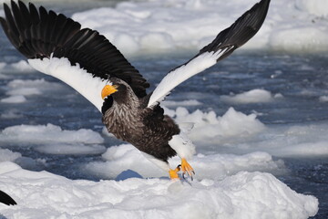 Steller's sea eagle (Haliaeetus pelagicus), also known as the Pacific sea eagle or white-shouldered eagle, is a very large diurnal bird of prey in the family Accipitridae.