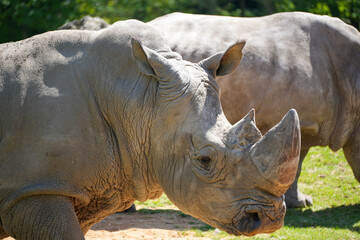 Haut de corps d'un rhinoc&eacute;ros