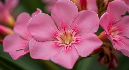 Delicate pink flowers bloom softly illuminated by natural light. AI Generated