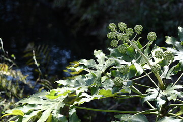葉が天狗の団扇