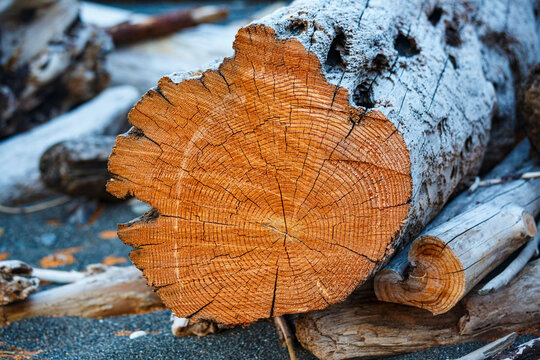 Freshly cut alder tree, cross section of the trunk showing the rings and cracks of the wood.