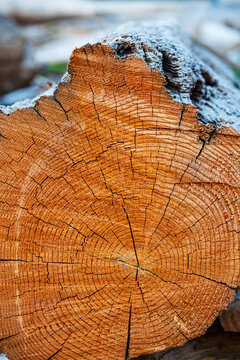 Freshly cut alder tree, cross section of the trunk showing the rings and cracks of the wood.