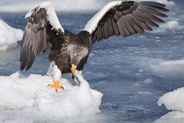Steller's sea eagle (Haliaeetus pelagicus), also known as the Pacific sea eagle or white-shouldered...
