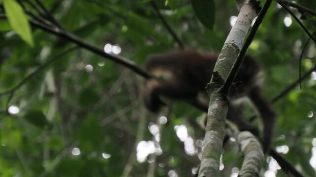 Spider Monkey on a tree Ateles geoffroyi vellerosus in Quintana Roo Punta Laguna Nature Reserve Mexico rainforest 