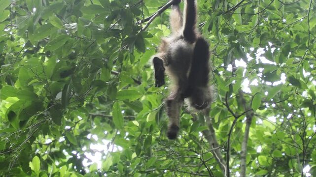 Spider Monkey on a tree Ateles geoffroyi vellerosus in Quintana Roo Punta Laguna Nature Reserve Mexico rainforest 