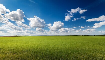 Obraz premium green field and blue sky